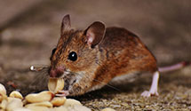 24 Hour & Emergency Exterminators in Indianola, TX